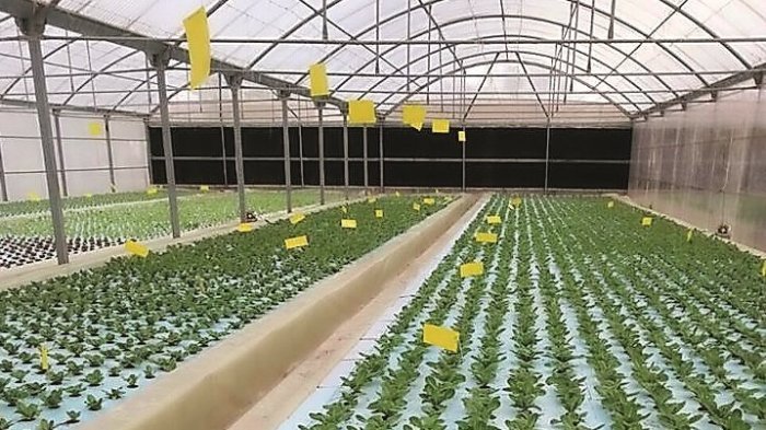 Peluang dan Jenis Bisnis Pertanian yang Potensial di Qatar